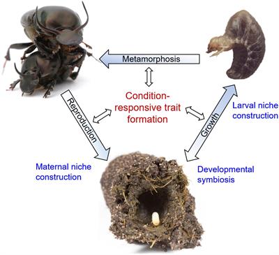 On the Reciprocally Causal and Constructive Nature of Developmental Plasticity and Robustness